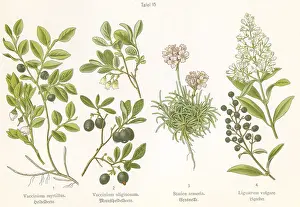 Armeria: Four plant and flower illustrations