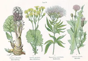 Hemp: Four plant and flower illustrations