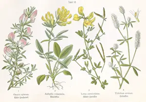 Spinosa: Four plant and flower illustrations
