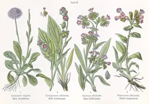 Lungwort: Four plant and flower illustrations