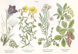 Vulgare: Four plant and flower illustrations