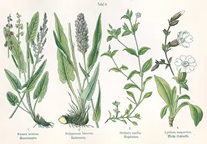 Polygonum: Four plant and flower illustrations