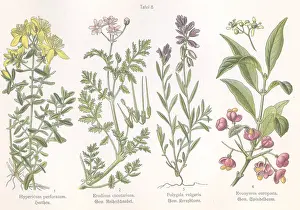 Cicutarium: Four plant and flower illustrations