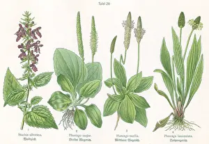 Plantain: Four plant and flower illustrations