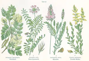 Astragalus: Four plant and flower illustrations
