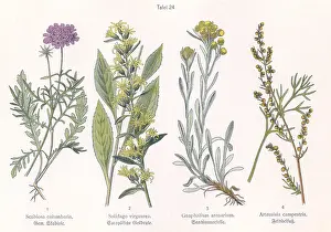 Artemisia: Four plant and flower illustrations