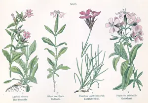 Dianthus: Four plant and flower illustrations
