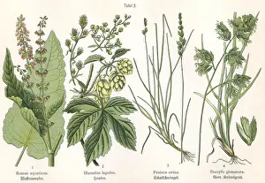 Rumex: Four plant and flower illustrations