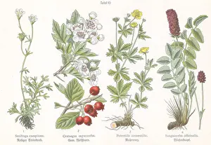 Burnet: Four plant and flower illustrations