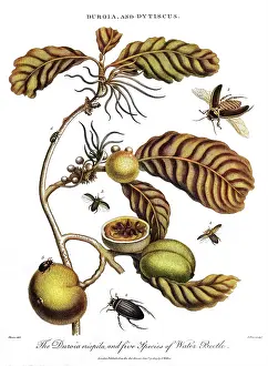 Dytiscus: PLANT, FRUIT & INSECTS