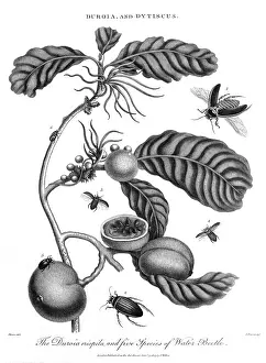 Dytiscus: PLANT, FRUIT & INSECTS