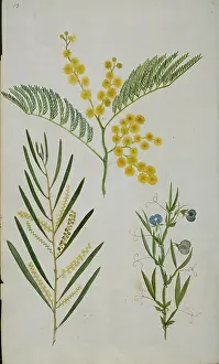 Watling: Plant Illustration