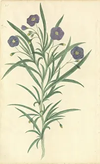 Watling: Plant Illustration