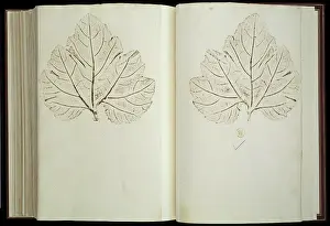 Colden: Plant Illustration