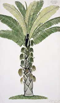 Arecaceae: Plant Illustration