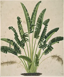 Arecaceae: Plant Illustration