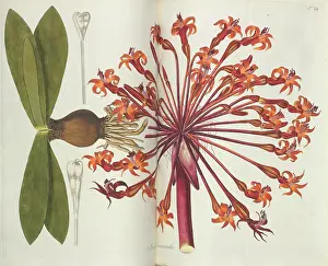 Nicolaus: Plant illustration