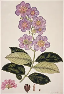Fleming: Plant Illustration
