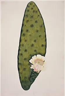 Fleming: Plant Illustration