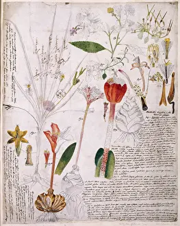 Nicolaus: Plant Illustration