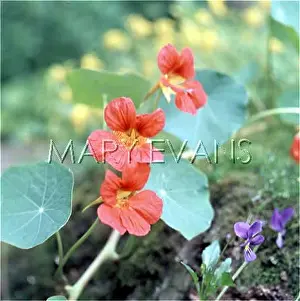 Originates: PLANT/NASTURTIUM
