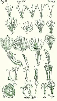 Classification: Plant Sexual Systems, Linnaeus, 1735