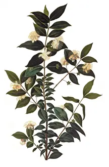 Myrtle: Plant study of myrtle. Inscribed: Mirte feuilles