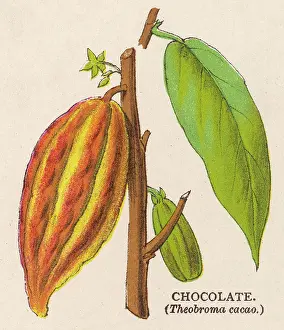 Cacao: PLANT/THEOBROMA CACAO
