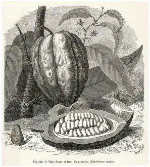 Cacao: PLANT/THEOBROMA CACAO