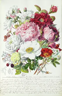 Blackberry: Plant watercolours by Elizabeth Twining
