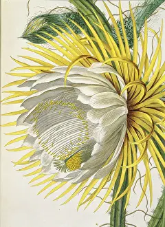 Dionysius: Plantae selectae cereus, night blooming cactus