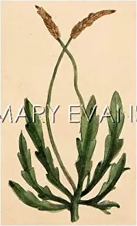 Plantain: PLANTAGO CORONOPUS