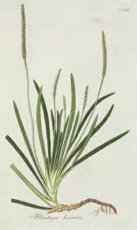 Plantain: Plantago hirsuta