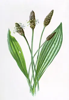 Plantago: PLANTAGO LANCEOLATA