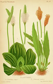 Plantago: Plantago Major - Media