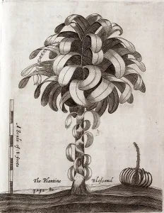 Plantations: A plantain tree