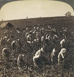 Montpelier: PLANTATION, JAMAICA