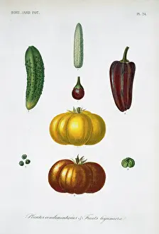 Regne: Plantes Condimentaires