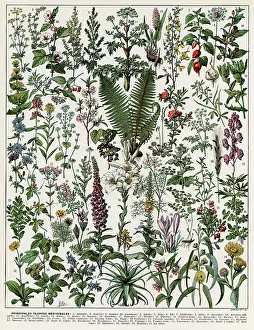 Remedy: Plantes Medicinales - Medicinal plants