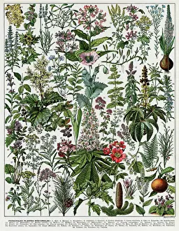 Properties: Plantes Medicinales - Medicinal plants