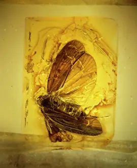 Palaeogene: Planthopper in amber