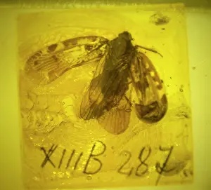 Free Living: Planthopper bug in Baltic amber