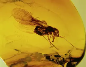 Distorted: Planthopper bug in Mexican amber