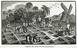 Antigua: PLANTING IN ANTIGUA