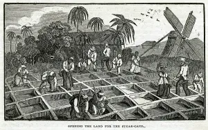 Antigua: Planting in Antigua