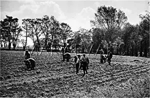 Cauliflower: PLANTING CAULIFLOWERS