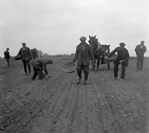 Furrows: PLANTING POTATOES