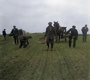 Furrows: PLANTING POTATOES