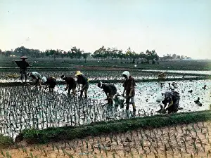Paddy: Planting rice