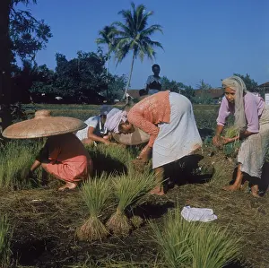 Seedlings: PLANTING RICE, JAVA